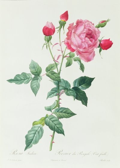 Rosa Indica von Pierre Joseph Redouté